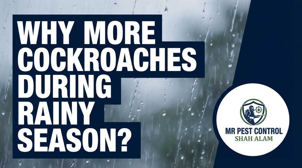 Why You See More Cockroaches During Rainy Season